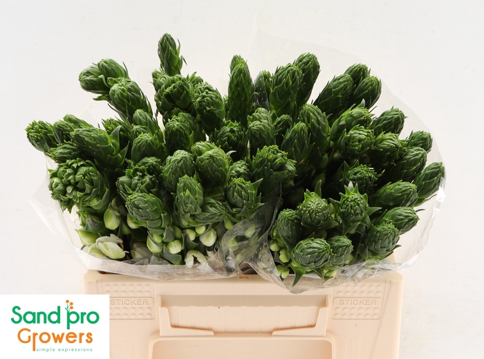 <h4>Ornithogalum thyrsoides 'Milky Way'</h4>