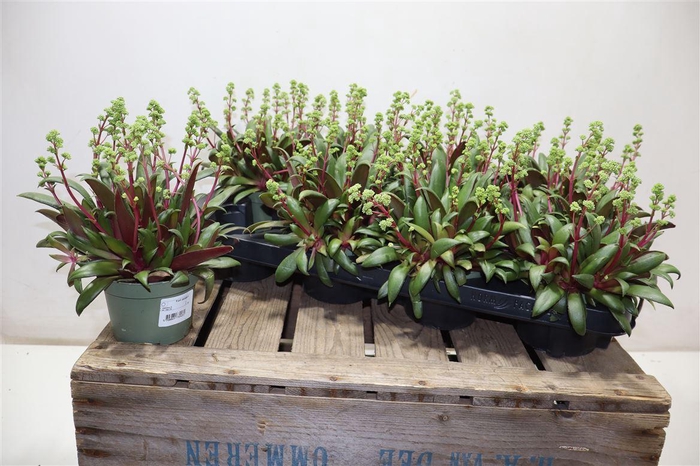 <h4>Crass Rosularis</h4>