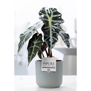 Alocasia Polly in P&PURE Sophie ceramics green
