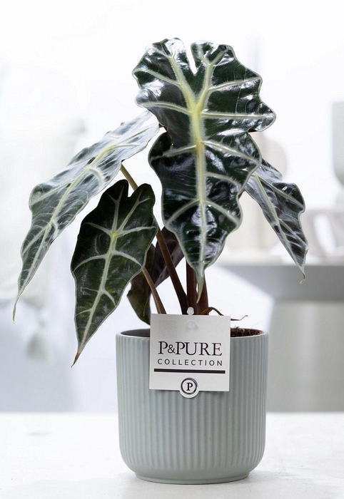 <h4>Alocasia Polly in P&PURE Sophie ceramics green</h4>