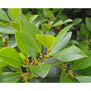 Laurus nobilis
