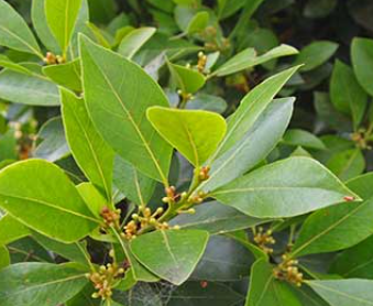 <h4>Laurus nobilis</h4>