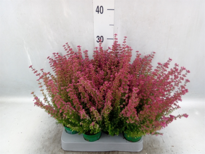 <h4>Erica gracilis 'Bea Queen Margaret'</h4>