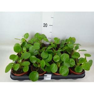 Pilea peperomioides