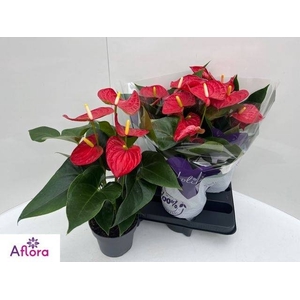 ANTHU AN BAMBINO RED