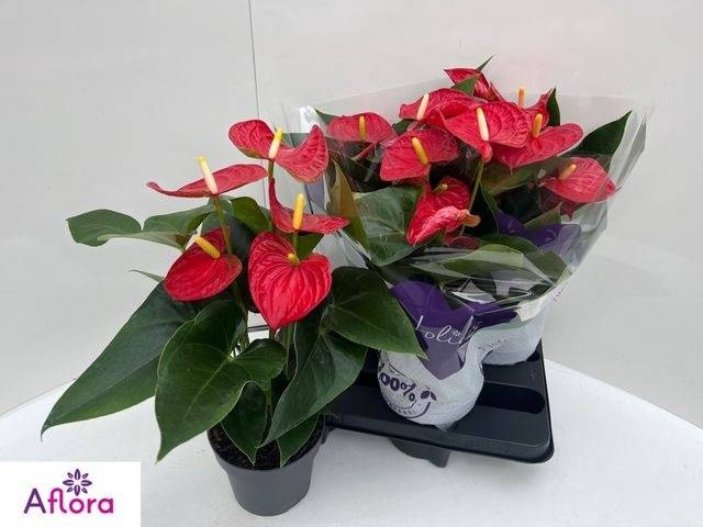 <h4>ANTHU AN BAMBINO RED</h4>
