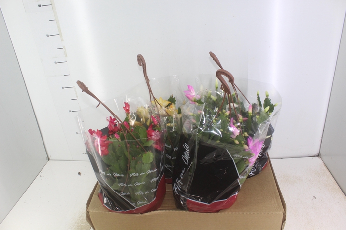 <h4>FLOR DE MAIO C21</h4>