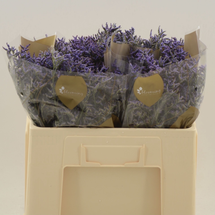 <h4>Limonium Safora Dark Blue</h4>