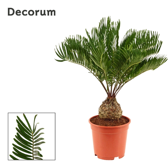 <h4>Zamia Floridiana 17 cm (Decorum)</h4>