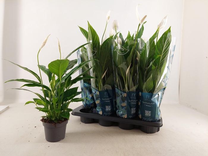 <h4>SPATH STRAUSS</h4>