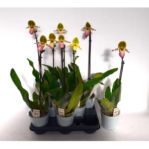 PAPH MULTIFLOWER GEM