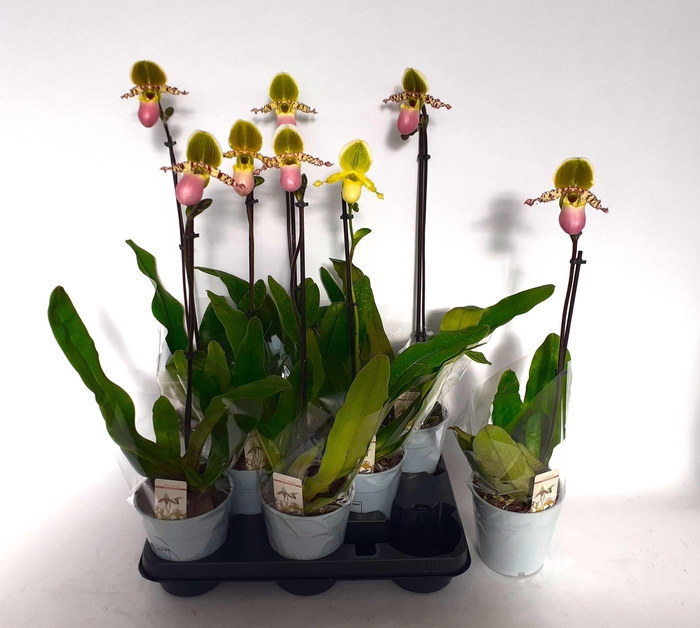 <h4>PAPH MULTIFLOWER GEM</h4>