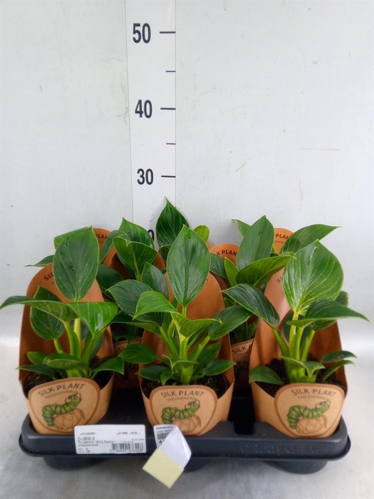 <h4>Philodendron   ...</h4>