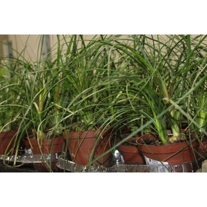BEAUCARNEA RECURVATA P11