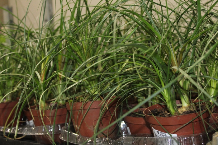 <h4>BEAUCARNEA RECURVATA P11</h4>