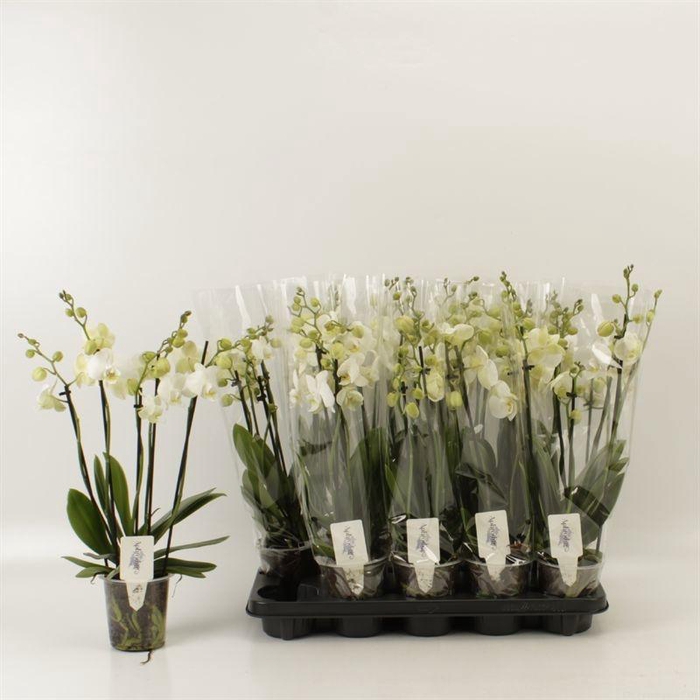 <h4>PHAL OV WIT</h4>