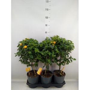 Lantana camara 'Simon Orange'