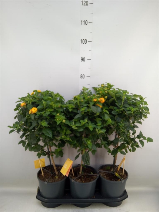 <h4>Lantana camara 'Simon Orange'</h4>