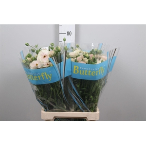 Ran Butterfly Keramo