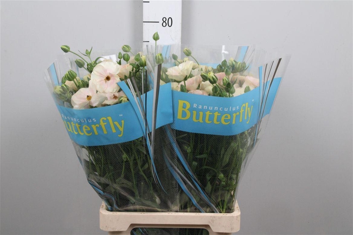 <h4>Ran Butterfly Keramo</h4>