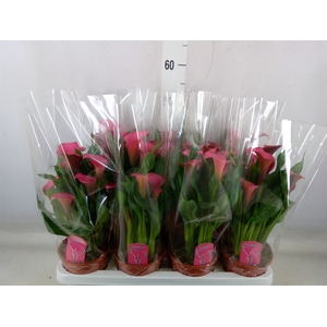 Zantedeschia  'Zazu'