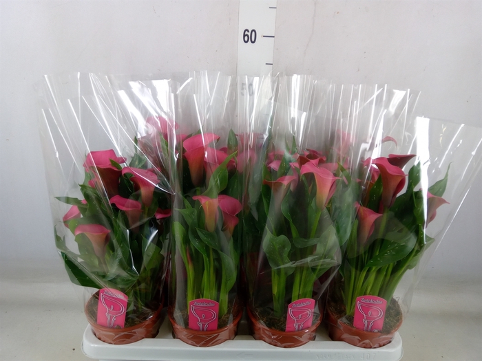 <h4>Zantedeschia  'Zazu'</h4>