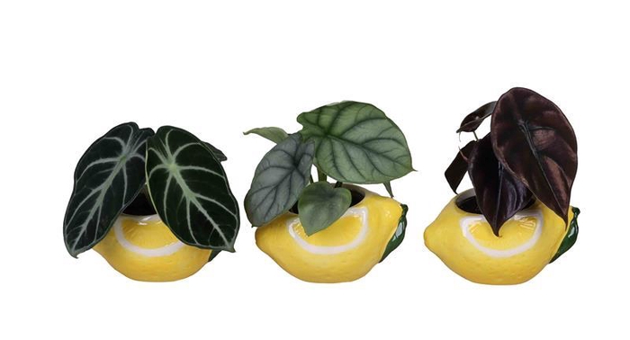 <h4>ALOCASIA MIX P6 L 66707</h4>