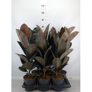 Ficus elastica 'Abidjan'