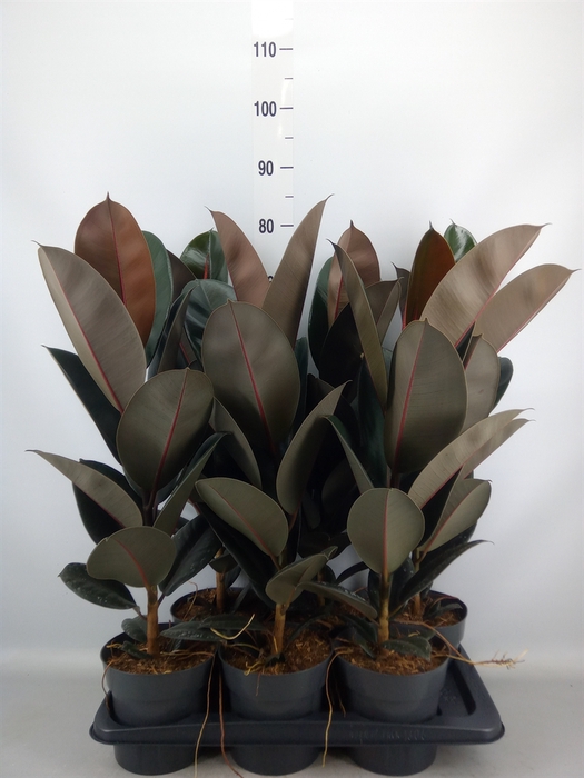 <h4>Ficus elastica 'Abidjan'</h4>
