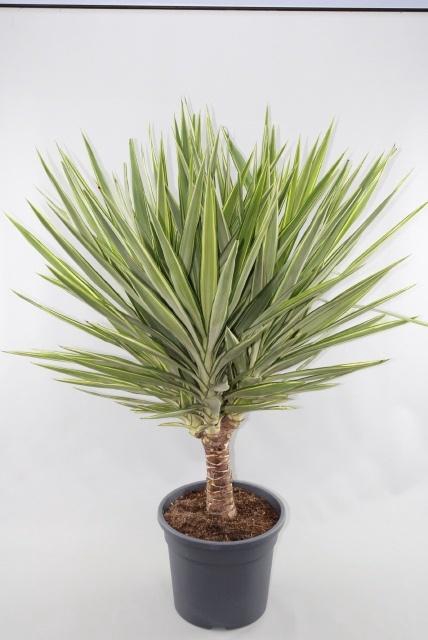 <h4>YUCCA JEWEL</h4>