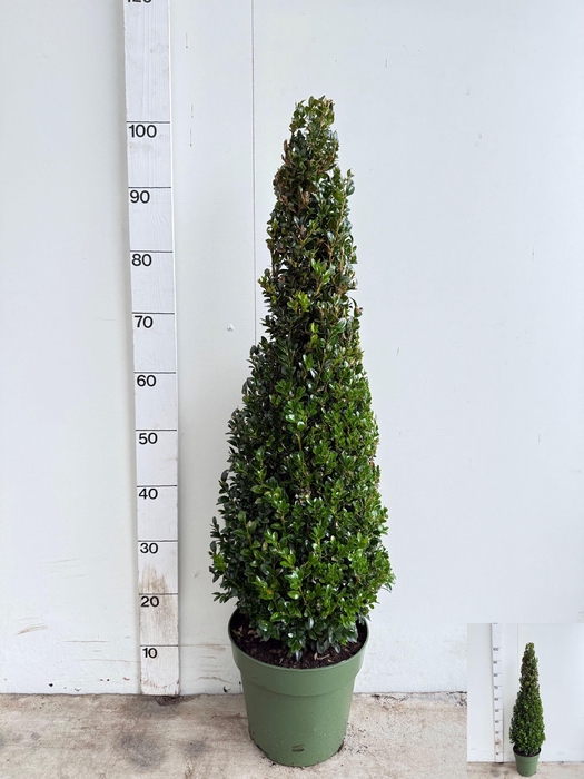 <h4>BUXU SEMPERVIRENS</h4>