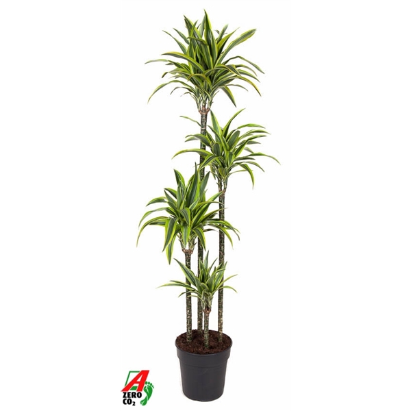 <h4>Dracaena Lemon Lime 120-90-60-30</h4>