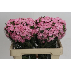 Dianthus Br Earl