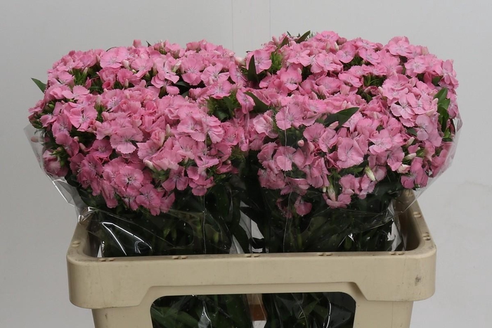 <h4>Dianthus Br Earl</h4>