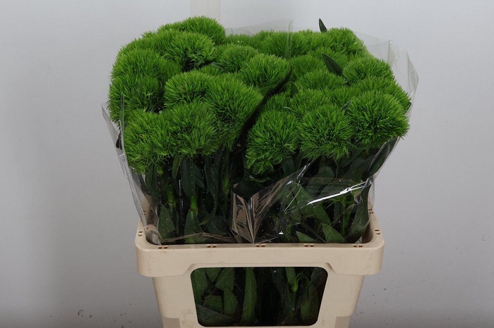 <h4>Di Barb Kiwi Mellow 60cm</h4>