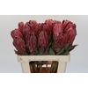 Protea Sharon