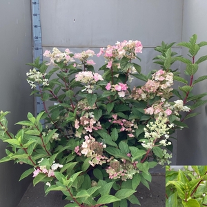 HYDR PANICULATA