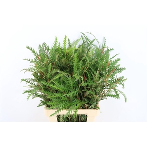 Grevillea Ivanhoe