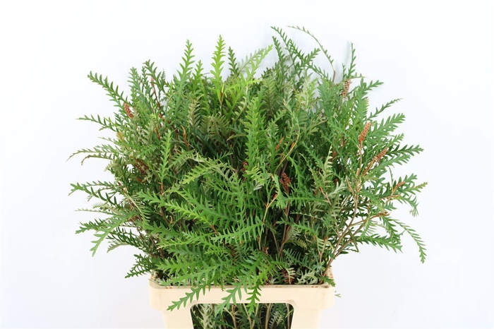 <h4>Grevillea Ivanhoe</h4>