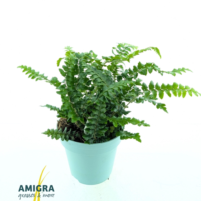 <h4>Polystichum poly. 'Jade'</h4>
