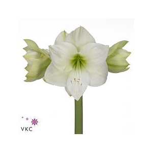 Hippeastrum casablanca