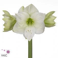 <h4>Hippeastrum casablanca</h4>