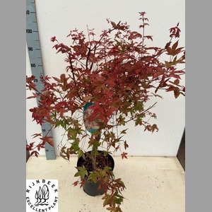 ACER PA DESHOJO