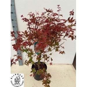 ACER PA DESHOJO