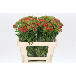 Dianthus Br Red Baron