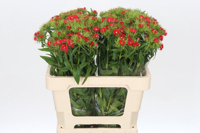 <h4>Dianthus Br Red Baron</h4>