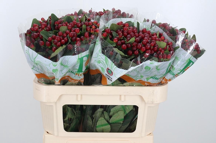 <h4>Hyp Mag Lightning</h4>