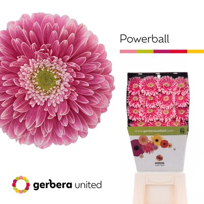 <h4>Gerbera diamond gerponi power ball</h4>