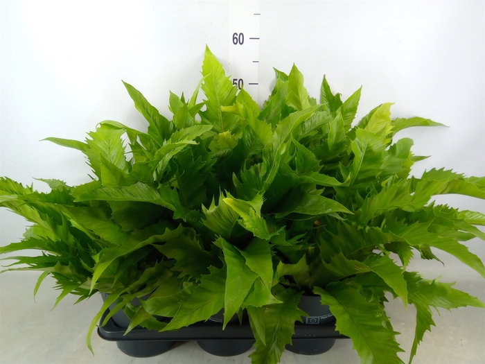 <h4>Asplenium antiquum 'Gioia'</h4>