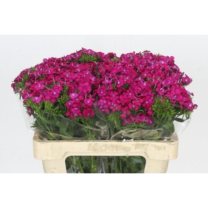 Dianthus Br Amazon Neon Cherry